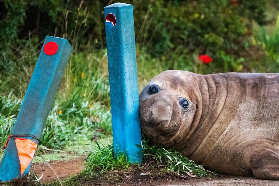 „Neil the Seal“ ist in Australien ein Internet-Liebling.Sam Volker/Sam Volker Photography/AP/dpa