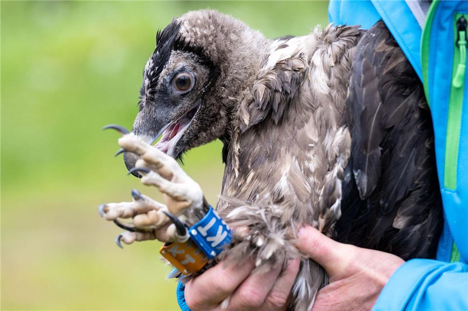 Nepomuk als kleiner Geier - er interessierte sich schon recht früh ein bisschen für Frauen - auch für Recka. (Archivbild) Sven Hoppe/dpa