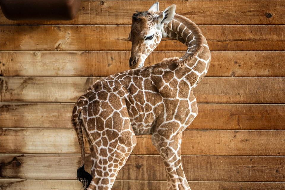 Netzgiraffen gelten als eine besonders bedrohte Tierart.Andreas Arnold/dpa