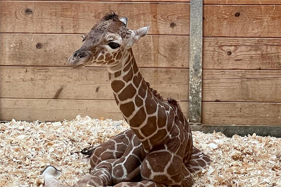 Netzgiraffen gelten als eine besonders bedrohte Tierart.-/Opel-Zoo/dpa