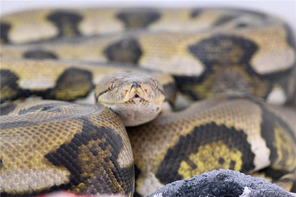 Netzpythons gehören zu den größten Schlangenarten der Welt. (Symbolbild) Felix Hörhager/dpa