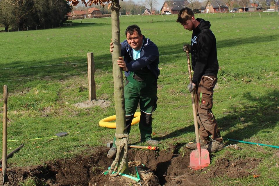 Neue Bäume sind für die Schlossalle gepflanzt worden.