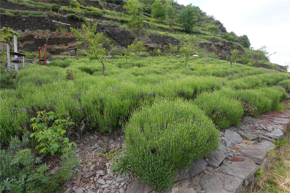 Neue Nutzung: Lavendel und Kräuter werden auf einer brachliegenden Weinbergsfläche in der Lage „Lehmener Würzlay“ an der Mosel angebaut.Thomas Frey/dpa