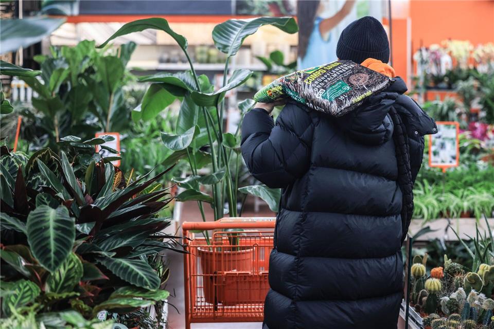 Neue Pflanzen fürs Zuhause: Bereits im Laden lohnt ein genauer Blick auf Topf und Blätter.picture alliance/dpa