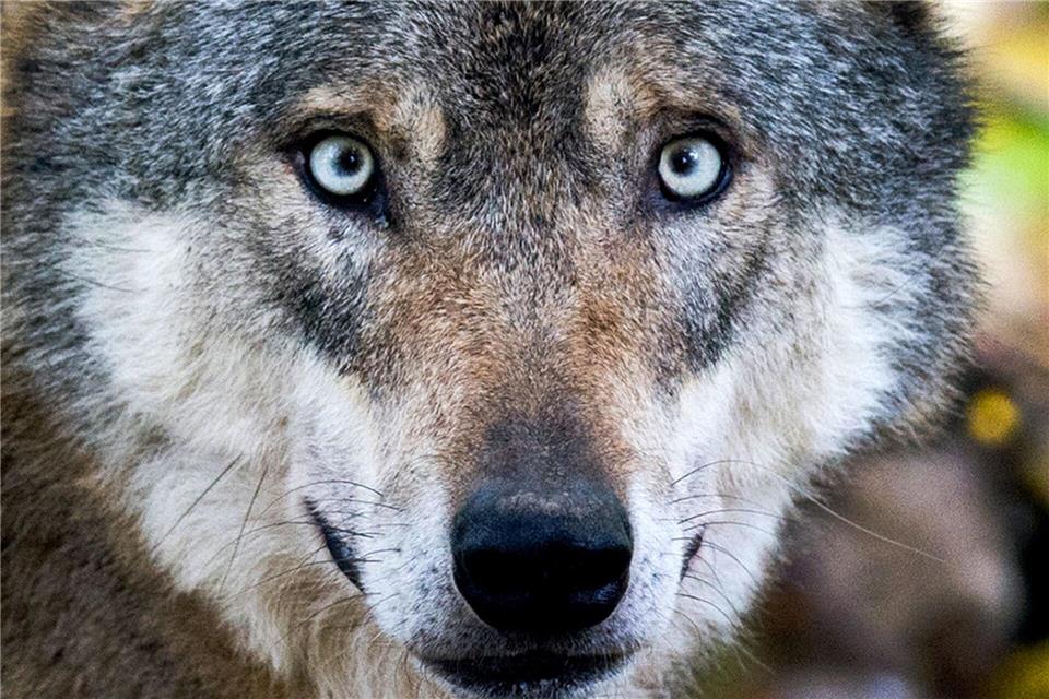 Neue Schilder sollen im Nationalpark auch vor Wolfstourismus und seinen Folgen warnen. (Symbolbild)Julian Stratenschulte/dpa