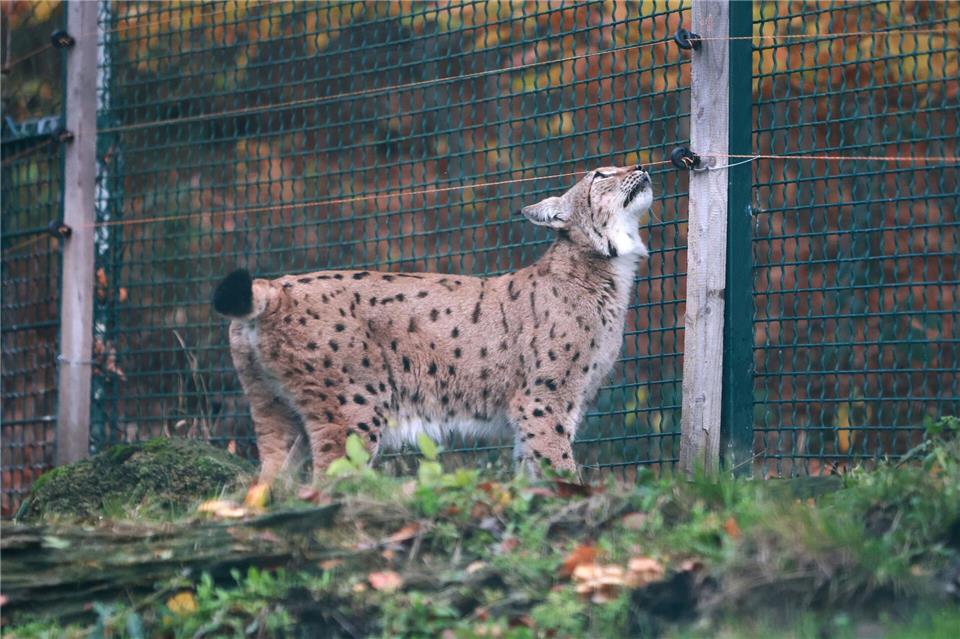 Neue Luchs-Dame im Harz erstmals im Freigehege Neugierig beschnuppert die Luchsin das Gehege.Matthias Bein/dpa