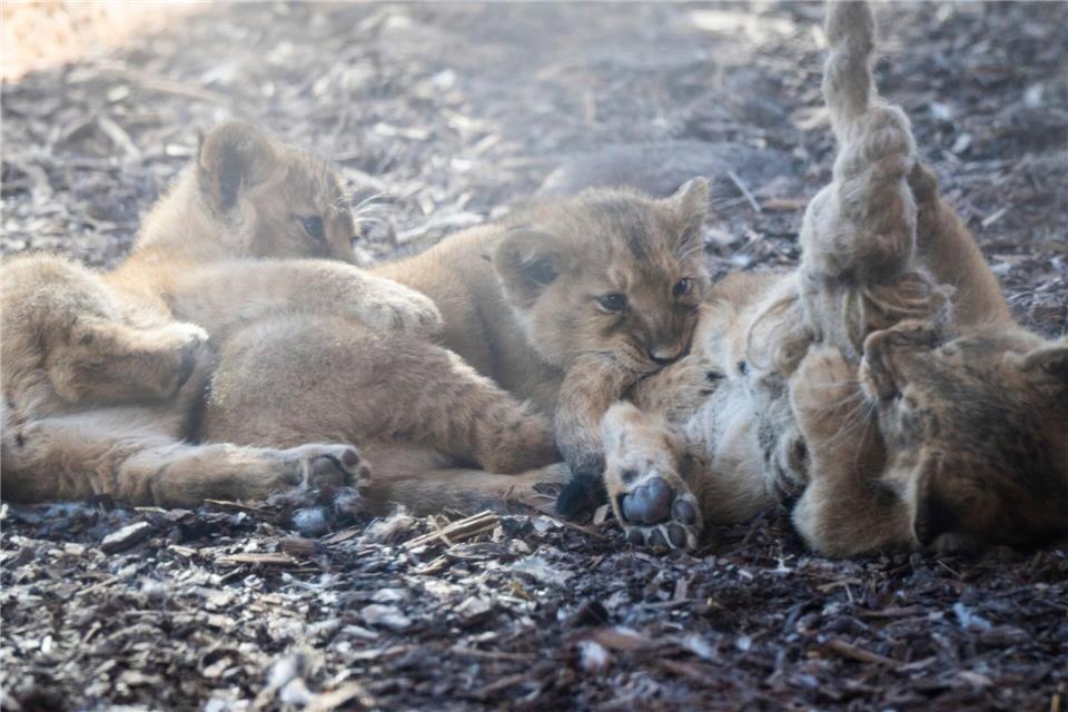 Neugierig und verspielt erkundeten die Jungtiere ihre Anlage.Philip Dulian/dpa