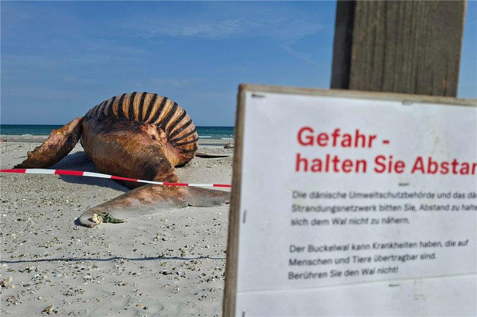 Neugierige dürfen bei der Obduktion des Buckelwals dabei sein - aber nur mit Sicherheitsabstand.Kai Moorschlatt/dpa