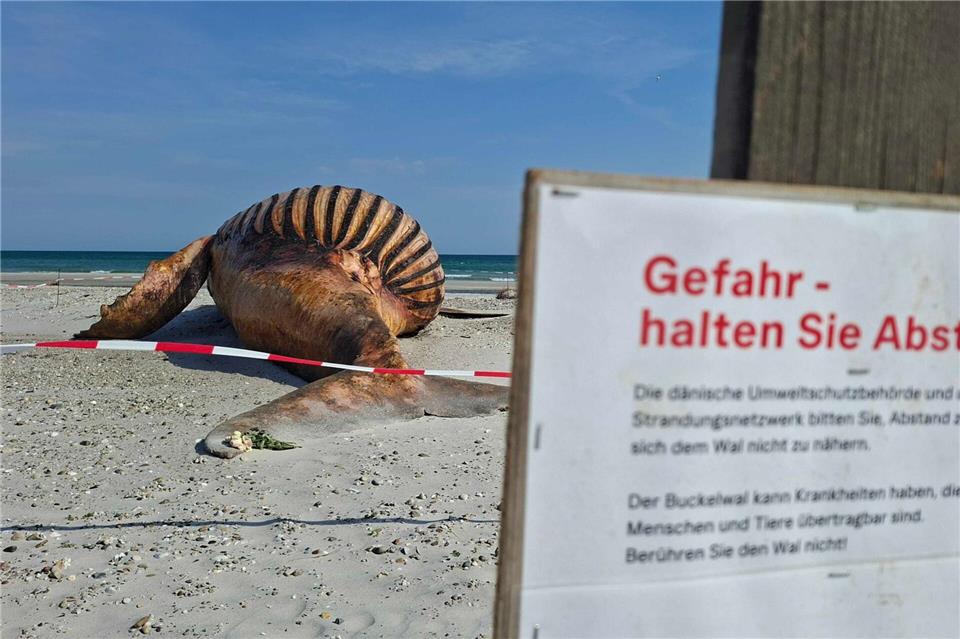 Neugierige dürfen bei der Obduktion des Buckelwals dabei sein - aber nur mit Sicherheitsabstand.Kai Moorschlatt/dpa