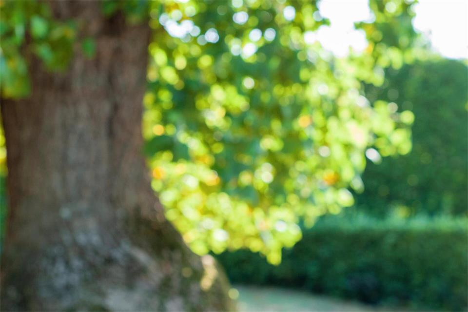 Neupflanzungen von klimaresilienten Bäumen sollen in Raesfeld künftig bezuschusst werden.