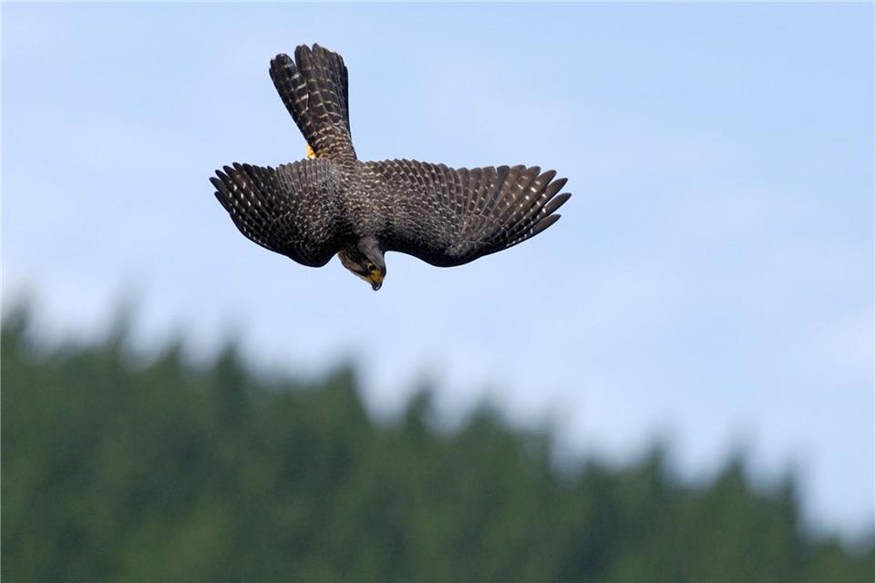 Flitzer mit Krone: Karearea ist Neuseelands Vogel des Jahres Neuseelandfalken jagen mit einer Geschwindigkeit von bis zu 200 Stundenkilometern.Craig McKenzie/Forest and Bird/dpa