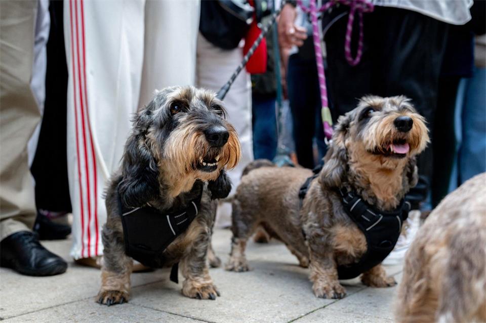 Nicht alle Gemeinden nahmen mehr Hundesteuer ein. (Archivbild)Hauke-Christian Dittrich/dpa