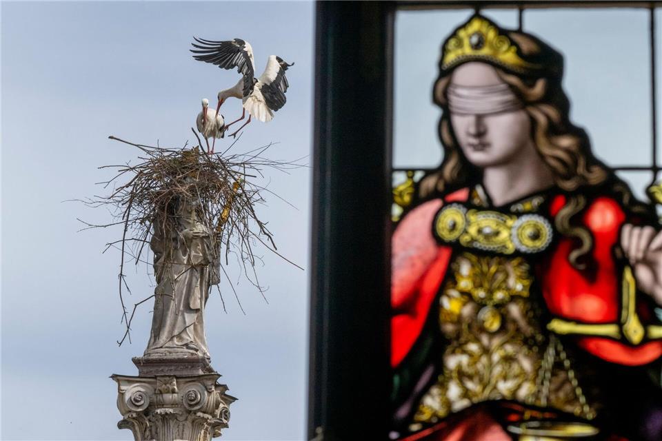 „Nicht den besten Nistplatz ausgesucht“Peter Kneffel/dpa