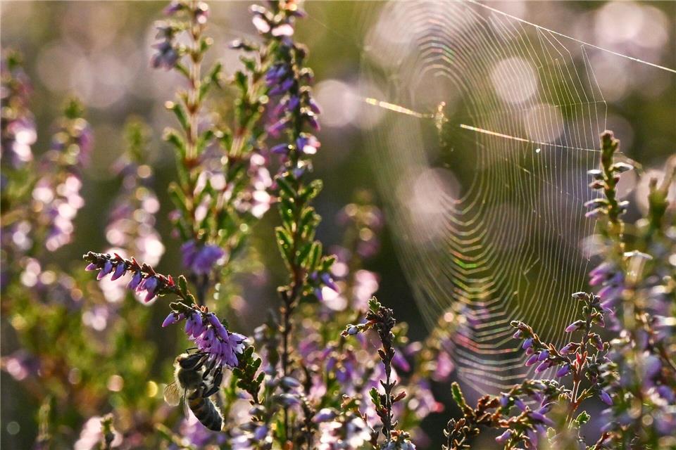 Nicht gerade beliebt, aber äußerst nützlich: Spinnen sind unterschätzte Helfer im Garten.Jens Kalaene/dpa/dpa-tmn
