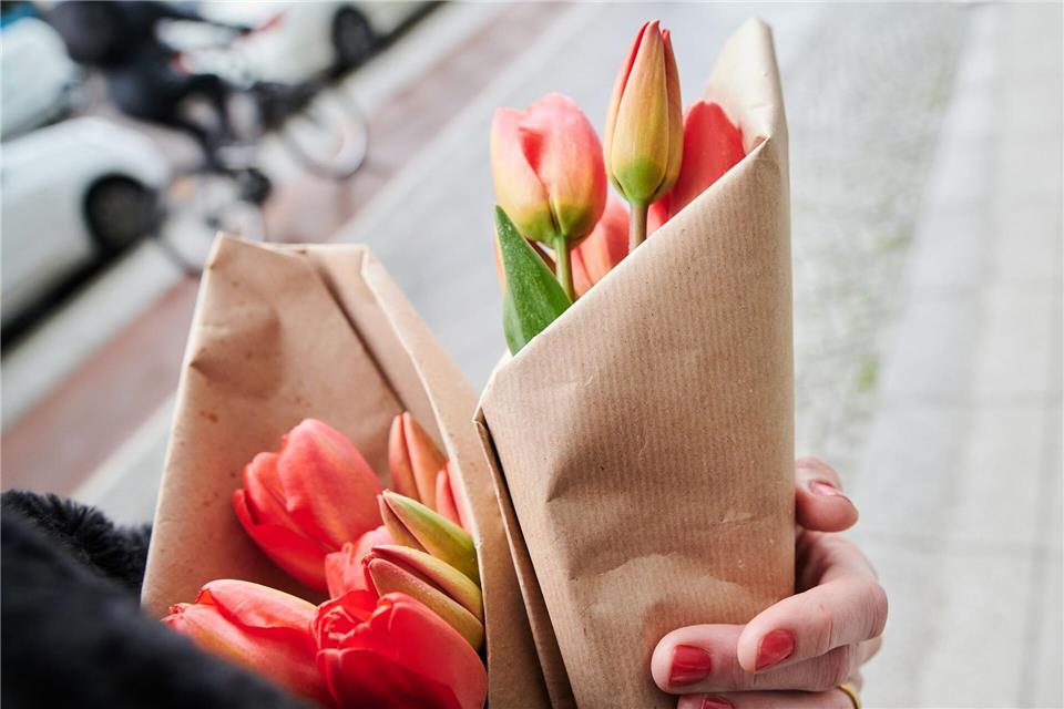 Nicht ideal, aber im Februar in der Regel die etwas nachhaltigere Alternative zu Rosen: Tulpen haben meist einen kürzeren Reiseweg hinter sich.picture alliance/dpa