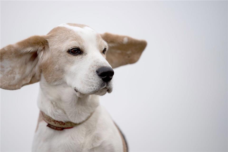 Nicht jeder Hund braucht eine regelmäßige Ohrenreinigung. Hunde mit Schlappohren können aber eine Ausnahme sein.Sebastian Gollnow/dpa/dpa-tmn