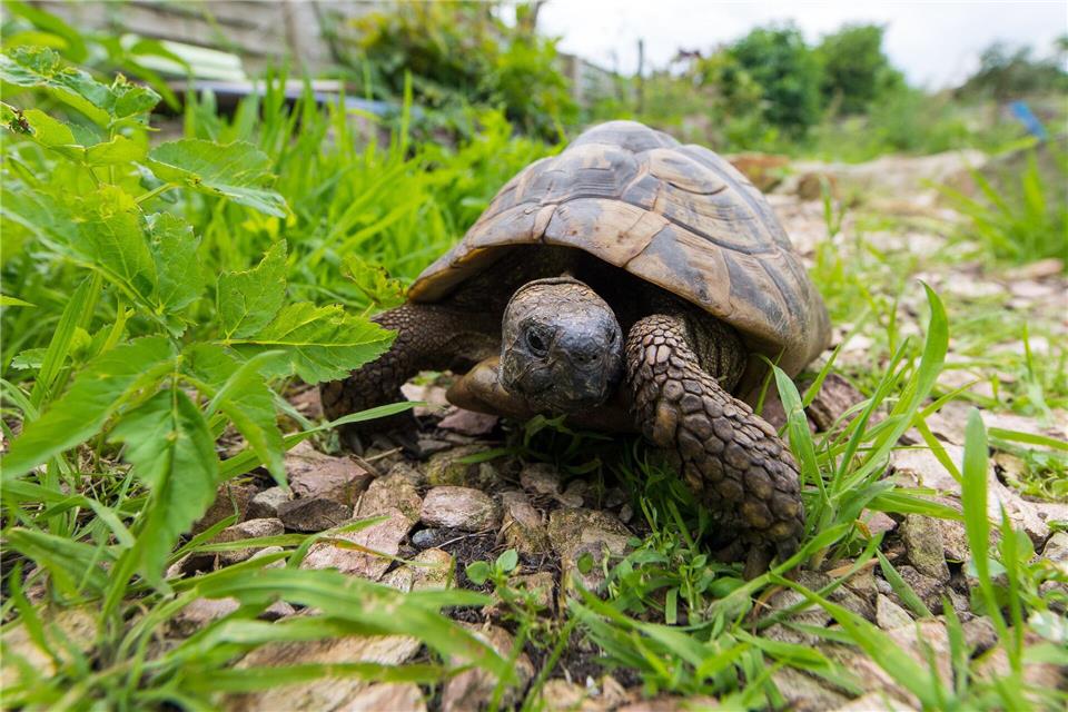 Nicht kuschelig, aber faszinierend: Eine Schildkröte zu halten ist aufwendig und anspruchsvoll.Benjamin Nolte/dpa-tmn