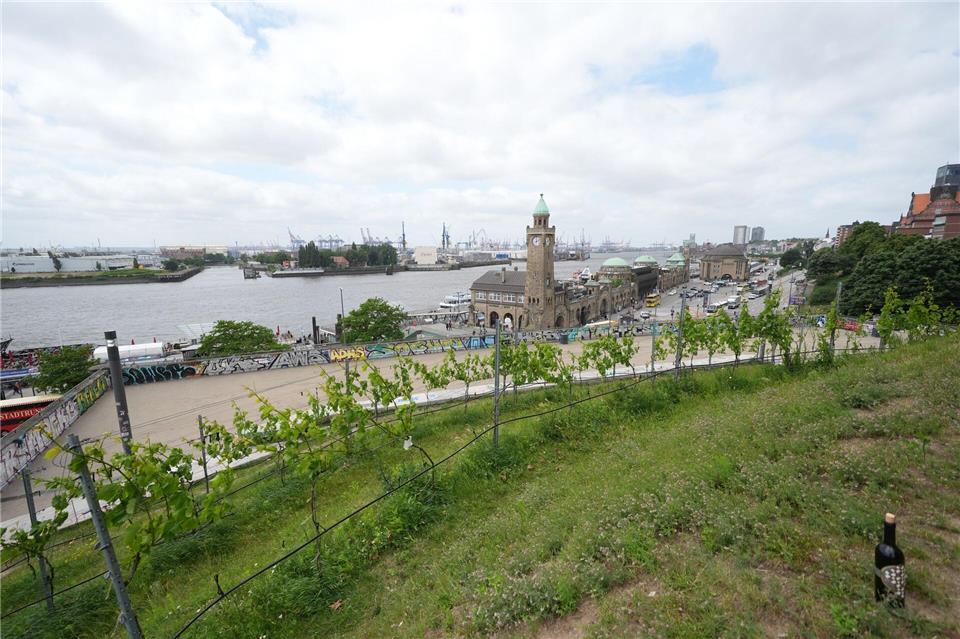 Nicht mehr der nördlichste Weinberg Deutschlands, aber immer noch der mit dem wohl schönsten Ausblick in den Hamburger Hafen.Marcus Brandt/dpa