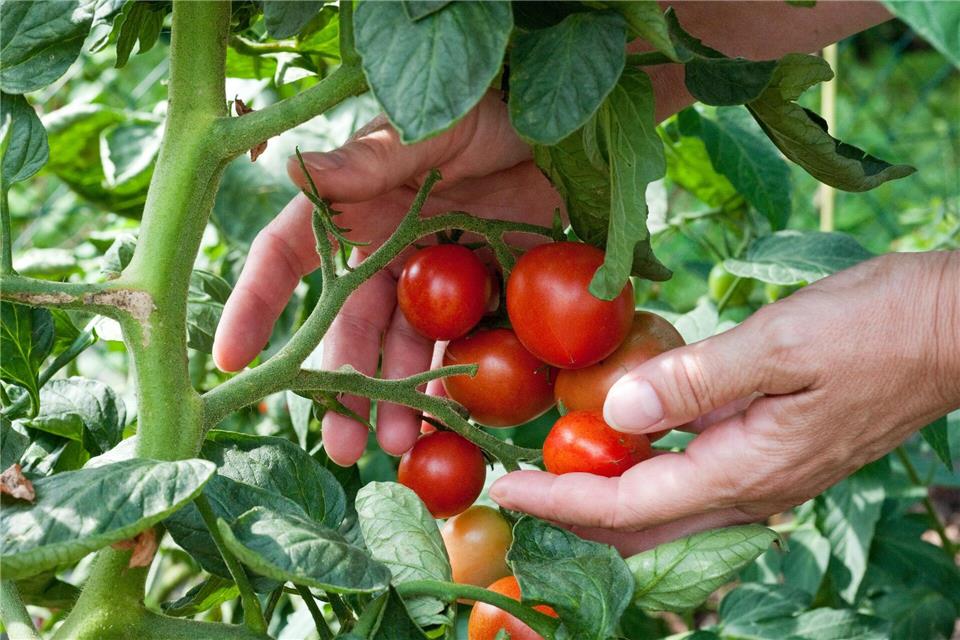 Nicht mit Verwandten: Tomaten sollten nicht direkt nach anderen Nachtschattengewächsen angebaut werden.Andrea Warnecke/dpa-tmn