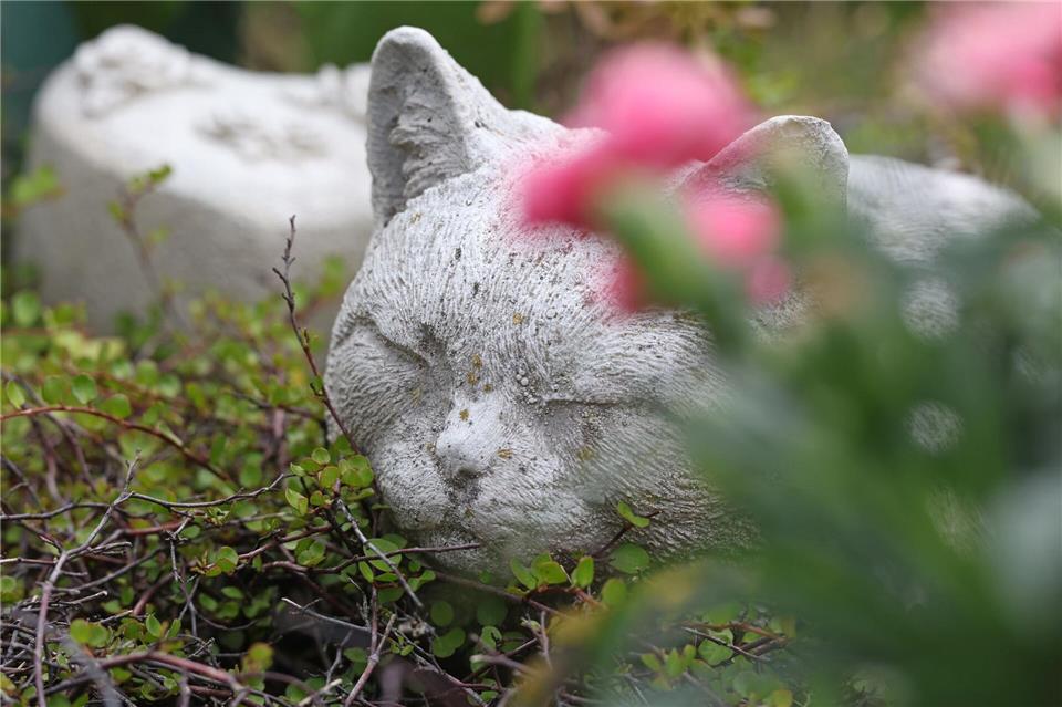 Nicht nur Hunde, sondern auch Katzen können auf einem Friedhof beerdigt werden.  Matthias Bein/dpa