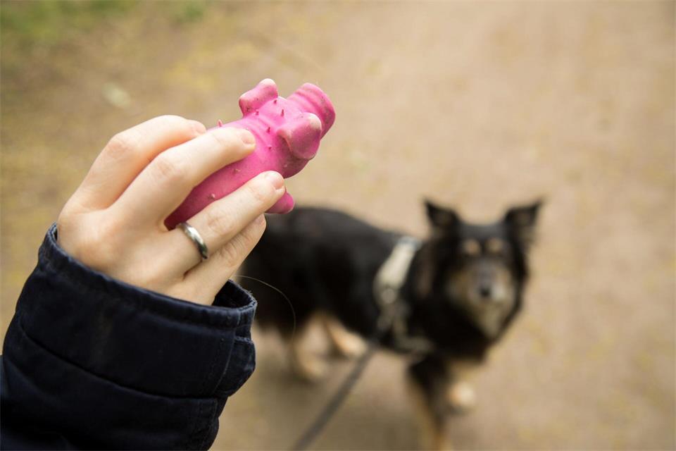 Nicht nur Spaß im Blick haben: Hundehalter sollten auch darauf achten, dass das Spielzeug aus robusten und schadstoffgeprüften Materialien besteht.Christin Klose/dpa-tmn
