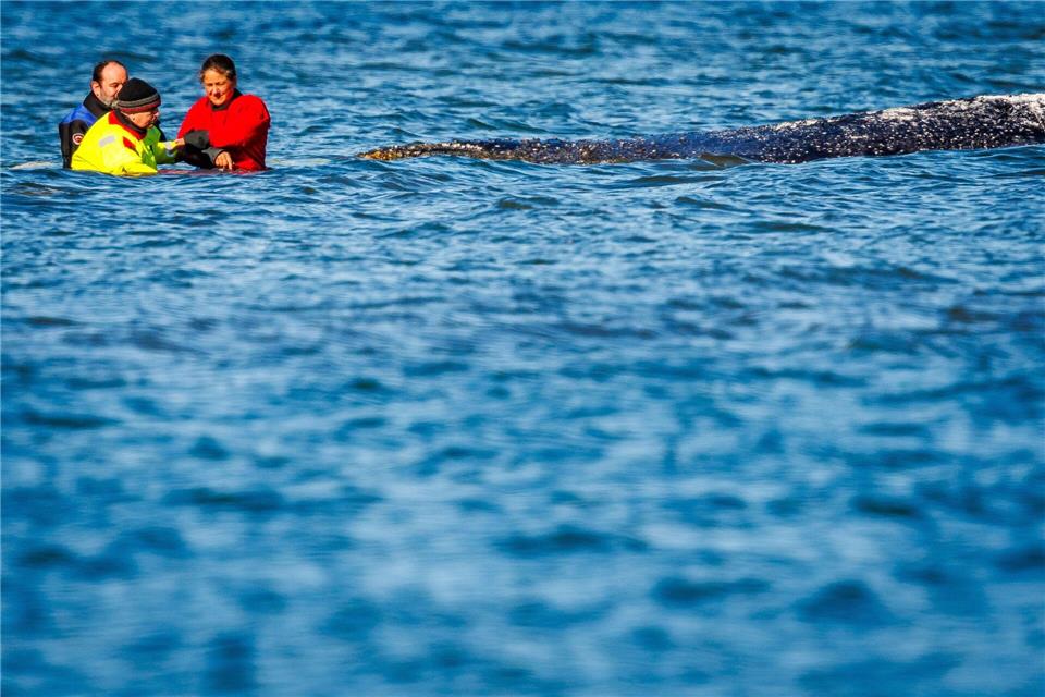 Nicht nur beobachten, auch anfassen: Umweltminister Till Backhaus fasst an den Kopf des Wildtiers.Jens Büttner/dpa