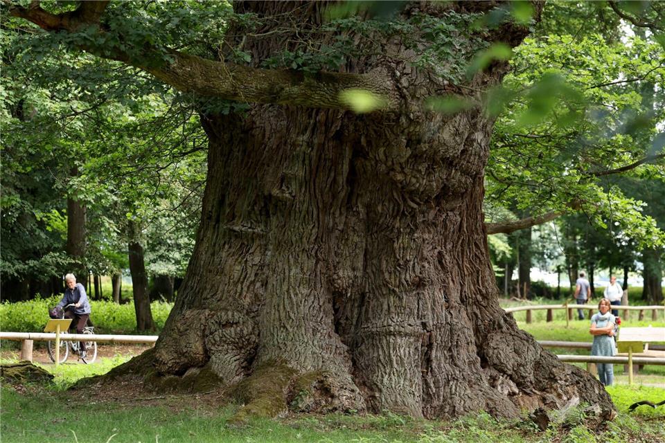 Nicht nur die Größe der ältesten der Ivenacker Eichen ist besonders. (Archivbild)Bernd W�stneck/dpa
