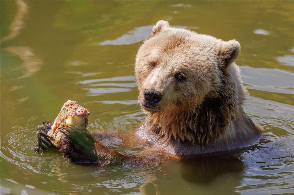 Nicht nur für Bären im Zoo bietet sich ein Sprung ins kühle Nass an. (Symbolbild)Friso Gentsch/dpa