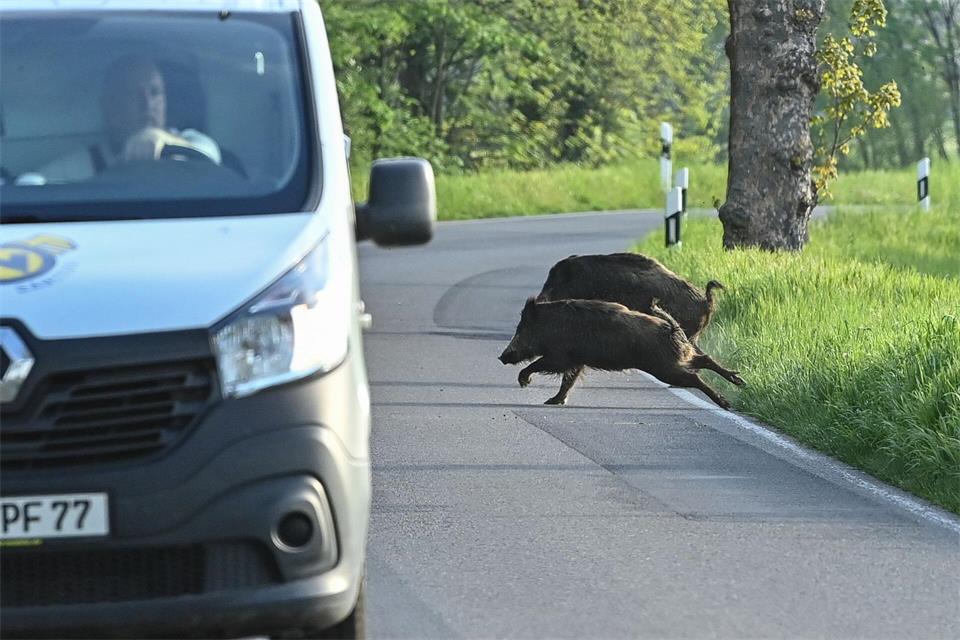 Nicht nur für die Tiere, auch für Autofahrer können Zusammenstöße gefährlich werden. (Symbolbild)Patrick Pleul/dpa-Zentralbild/dpa