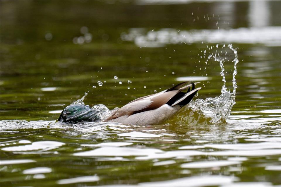Nicht nur für diese Ente wird es zum Ende der Woche nass. (Symbolbild)Harald Tittel/dpa