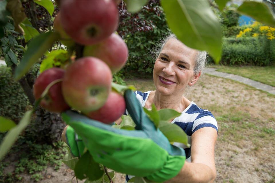 Nicht nur im Herbst: Auch im Frühjahr lassen sich Obstbäume erfolgreich pflanzen.picture alliance/dpa/dpa-tmn