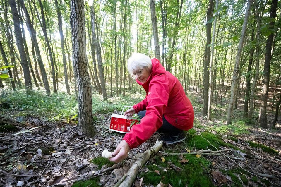 Nicht nur im Herbst findet man essbare Pilze in den Wäldern.Philip Dulian/dpa