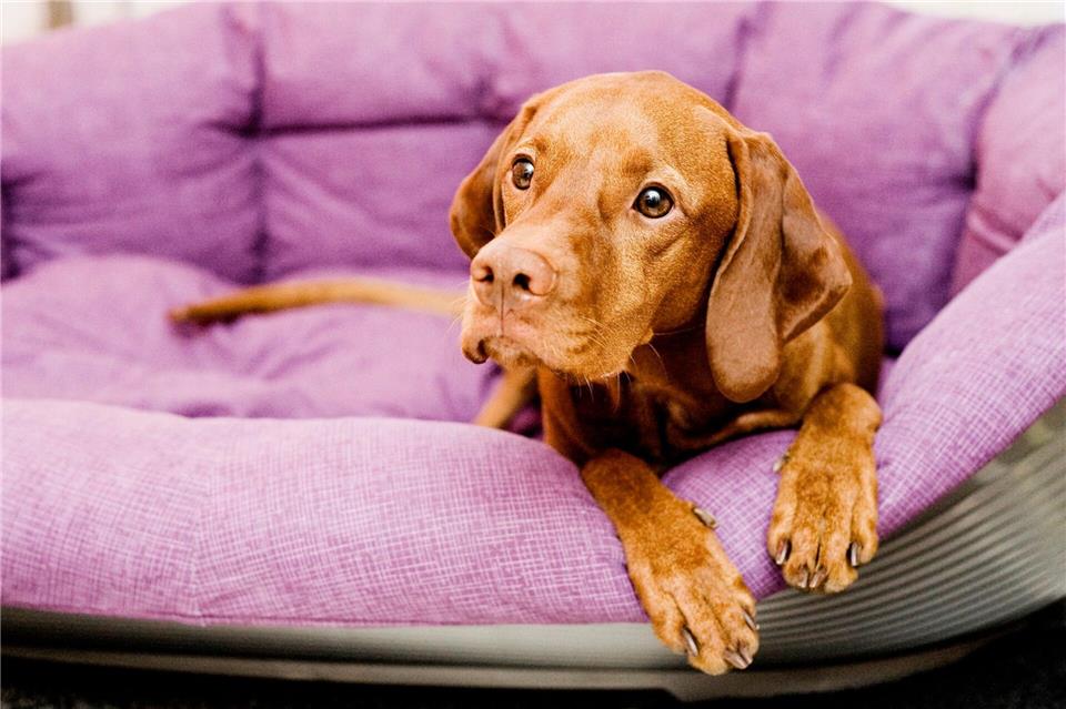 Nicht nur in der Eingewöhnungszeit: Hunde brauchen einen Rückzugsort, an dem sie ungestört sind.Monique Wüstenhagen/dpa-tmn