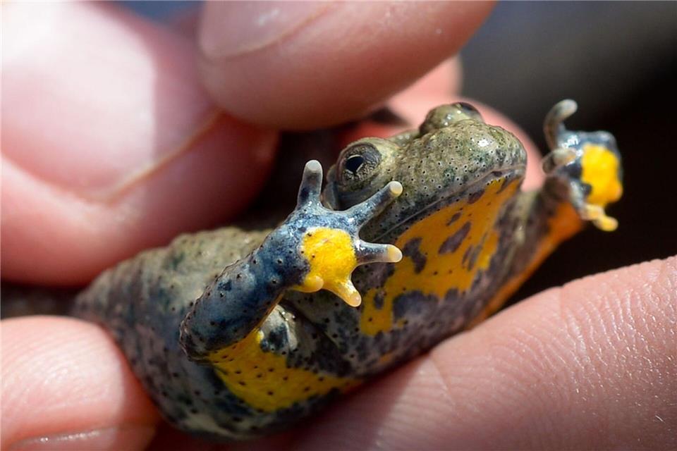 Nicht nur wir Menschen, sondern auch viele Tiere kämpfen mit den Folgen von Wassermangel und Trockenheit. (Archivbild)Peter Steffen/dpa