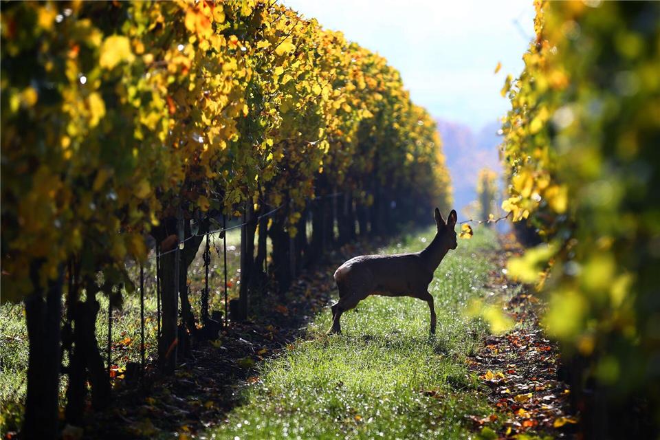 Nicht tagsüber, sondern nachts hat wohl ein Wilderer oberhalb eines Mosel-Weinbergs ein Reh erlegt. (Symbolbild)picture alliance / dpa