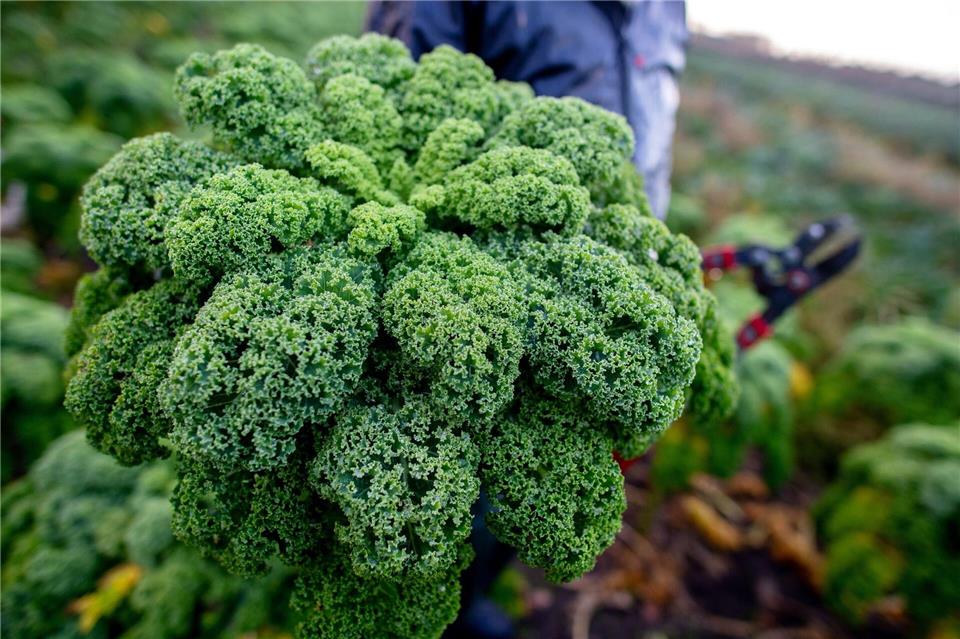 Grünkohl wird teurer - Erste Ernte in Niedersachsen  Niedersachsen Landwirte haben mit der Grünkohlernte begonnen.Hauke-Christian Dittrich/dpa