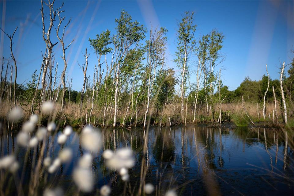 Niedersachsen ist das Bundesland mit den meisten Mooren in Deutschland. (Archivbild)Sina Schuldt/dpa