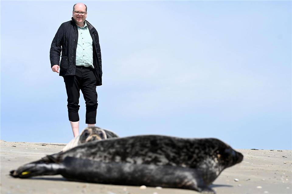 Niedersachsens Umweltminister Meyer, hier bei einer Auswilderung von Kegelrobben, fordert mehr Einsatz für den Schutz der Meere. (Archivbild)Lars Penning/dpa