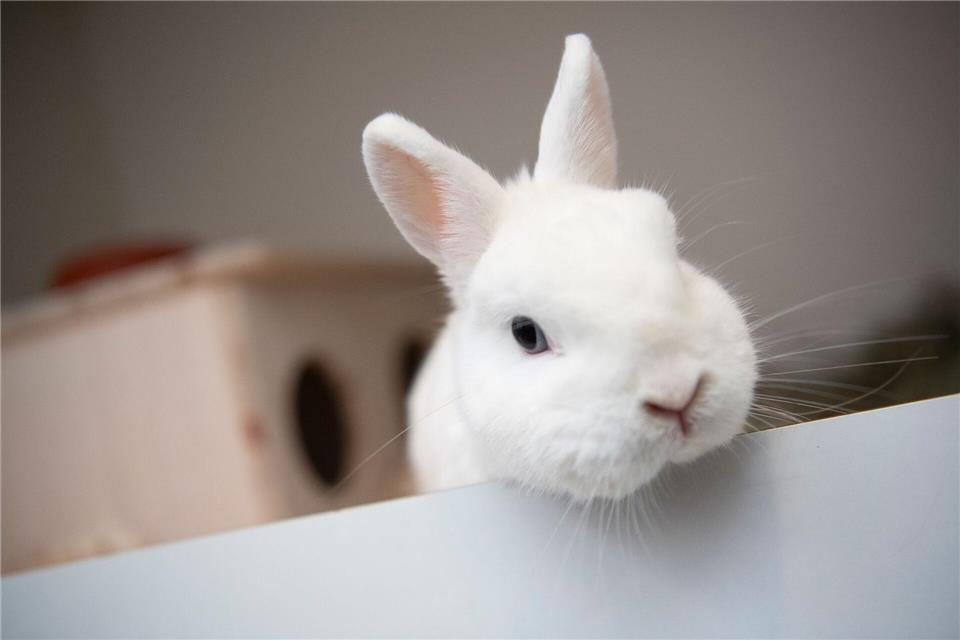 Niedlich, ruhig, neugierig: Kaninchen sind liebenswerte Begleiter, die Haltung sollte man aber nicht unterschätzen.Paul Zinken/dpa