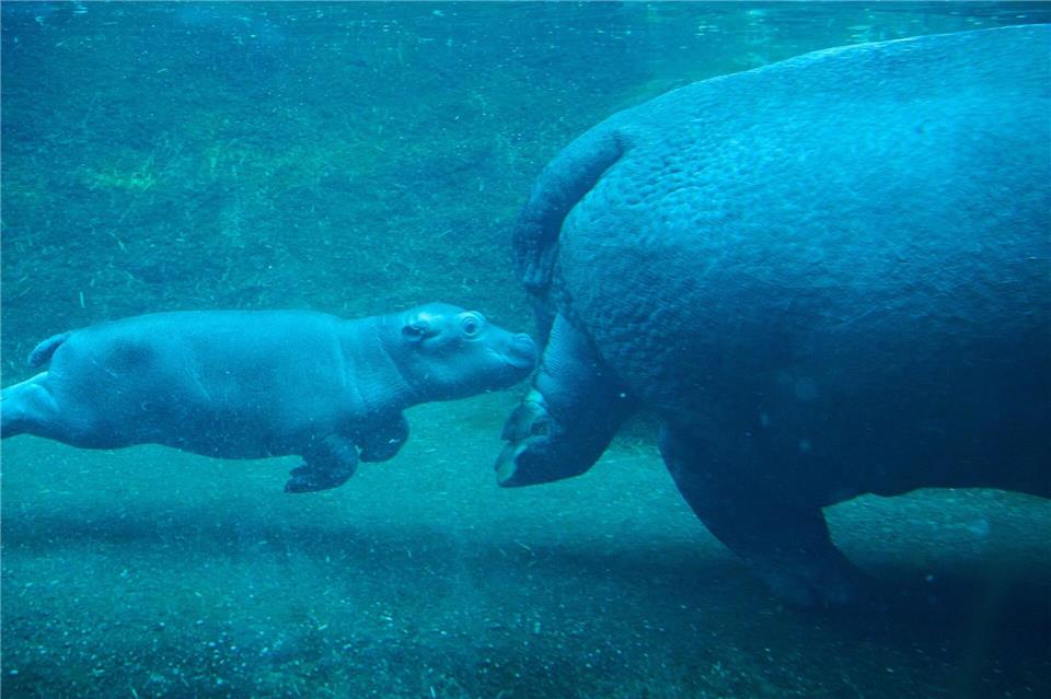 Niedlicher Nachwuchs in Berlin: Flusspferd-Jungtier und Mama Nala erkunden das Wasserbecken.Annette Riedl/dpa