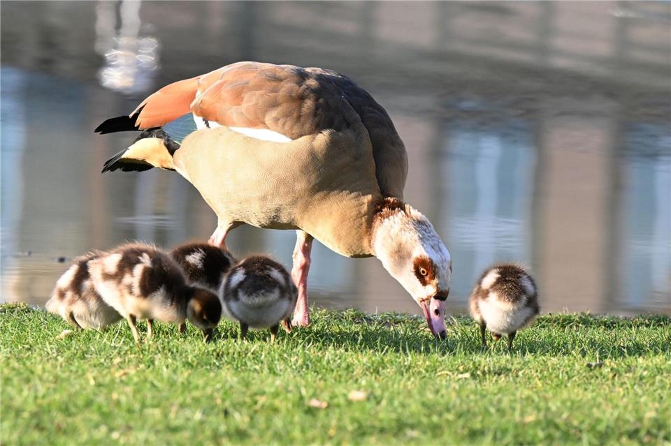 Invasive Arten breiten sich aus - Mithilfe aller ist gefragt Nilgänse sollte man nicht füttern, fordert ein Experte.Bernd Weißbrod/dpa