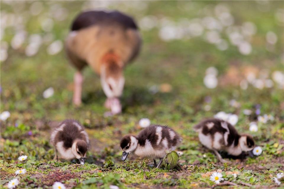 Nilgänse und ihre Küken suchen auf einer Wiese in der Innenstadt von Düsseldorf nach Nahrung. Rolf Vennenbernd/dpa
