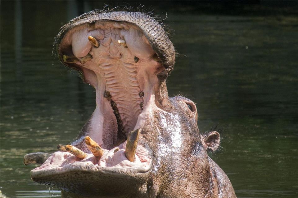 Nilpferde zählen zu den größten an Land lebenden Säugetieren und verbringen einen Großteil ihres Lebens im Wasser.-/Zoo Berlin/dpa