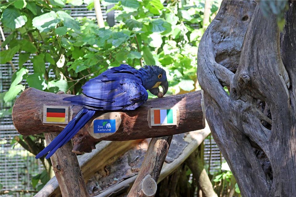 Nobbys Nussvotum fällt gegen die deutsche Mannschaft aus.Timo Deible/Zoo Karlsruhe/dpa