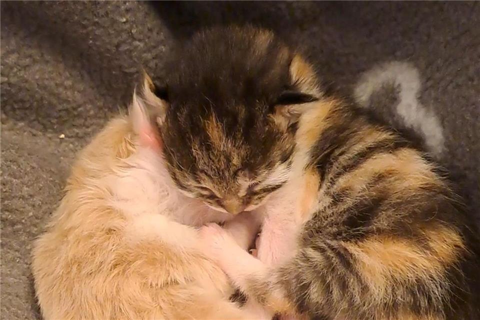 Noch am selben Tag brachte die Katze zwei Jungtiere auf die Welt. (Foto Handout)-/Tierschutzverein M�nchen e.V.