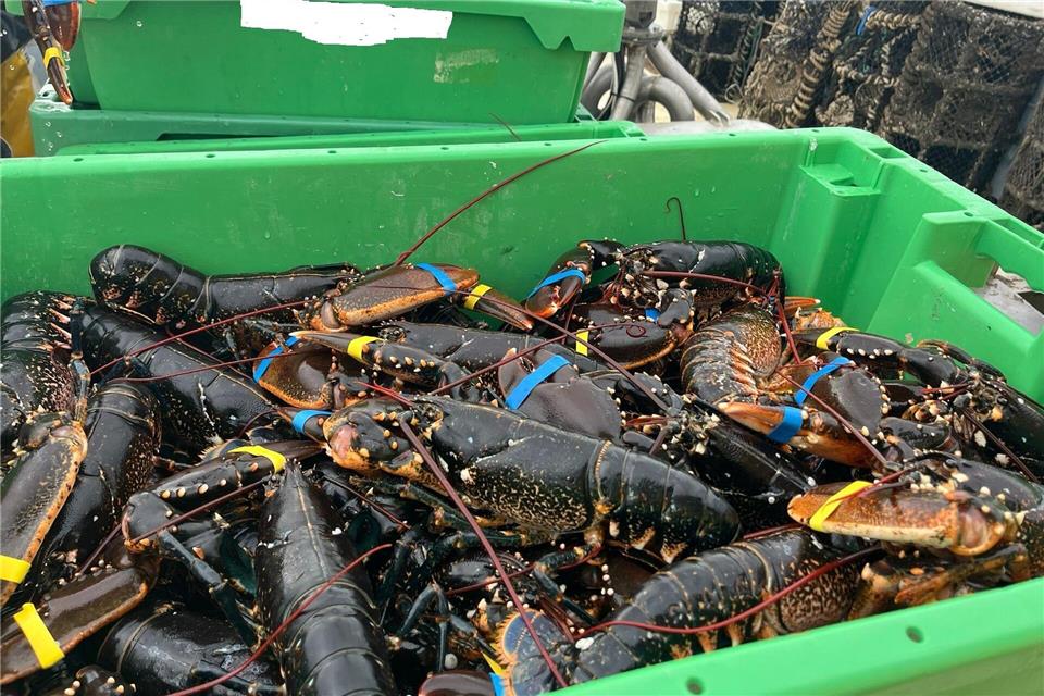 Noch bis Ende August dürfen wegen der Schonzeit keine Hummer gefangen werden. (Handout)Landespolizei SH/dpa