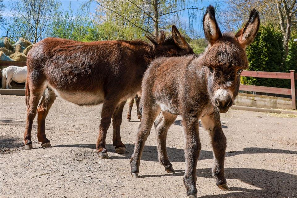 Noch bis zum 3. Mai können Tierfreunde über einen Namen abstimmen, Taufe soll am 10. Mai sein. Jan Woitas/dpa