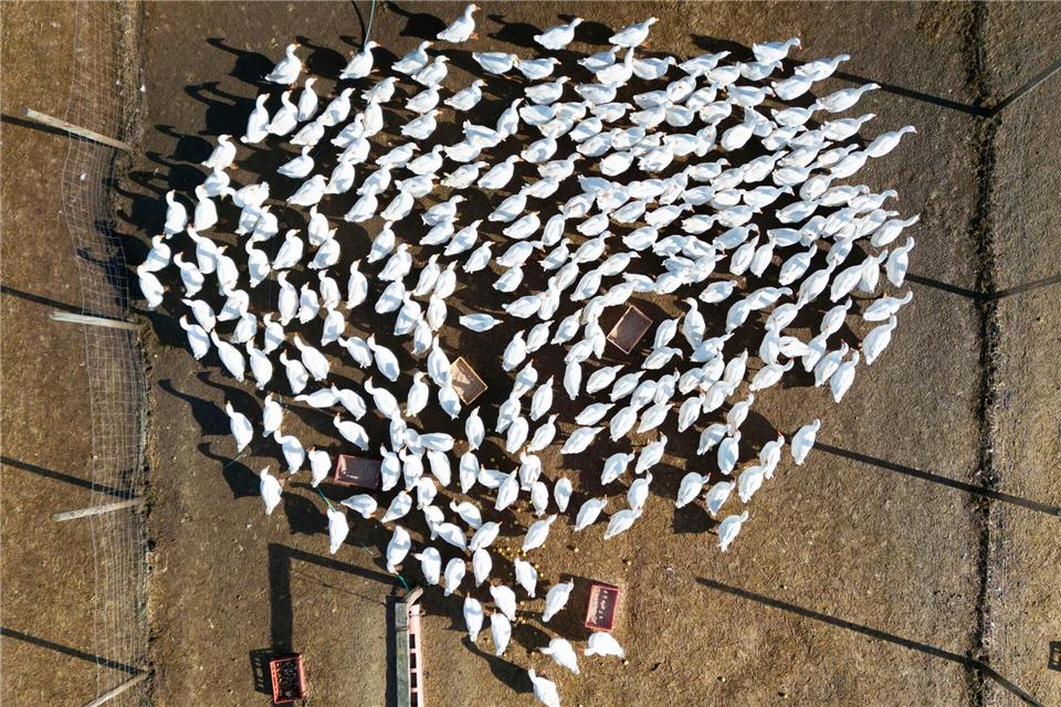 Bauer Nils und seine Gänse: Ein Hof in Vogelgrippe-Zeiten  Noch dürfen die Gänse auf dem Hof der Manns draußen sein - jedoch auf einem kleineren Areal.Boris Roessler/dpa