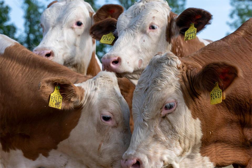 Noch haben die Ochsen gelbe Ohrmarken mit fünfstelligen Nummern - am Wiesn-Grill bekommen einige Namen. Peter Kneffel/dpa