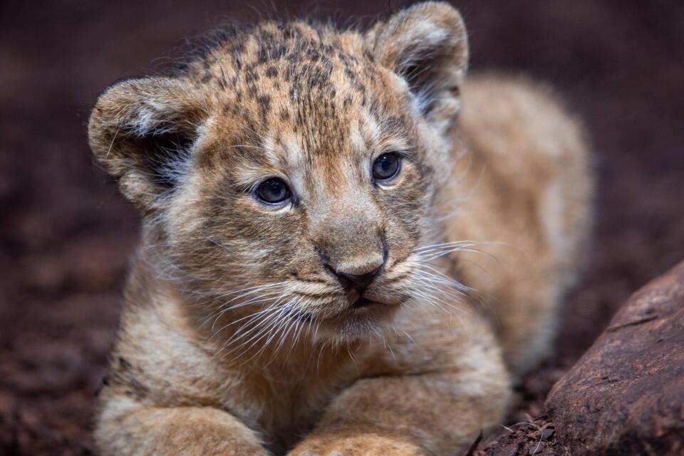Noch hat der kleine Löwe keinen Namen. Zoofreunde können online abstimmen. Zur Auswahl stehen „Santosh“ und Najuk“.Jens Büttner/dpa